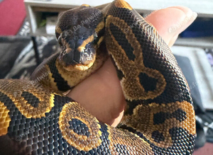 Python and setup