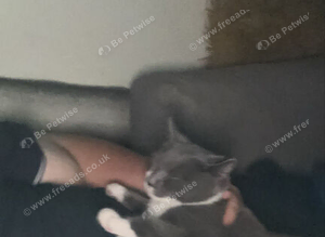 Kitten