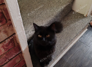 Black boy kitten