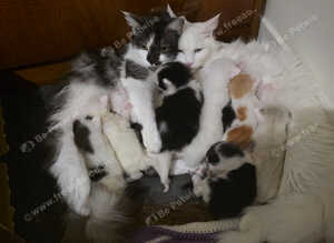 Kittens for sale
