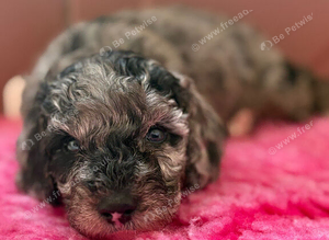 Cockapoo Puppies