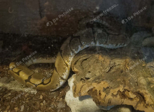 Spider ghost Python