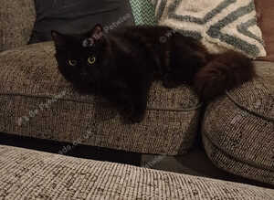 Maine coon x Norwegian Forest