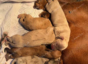 Last 3 beautiful pups ready to leave