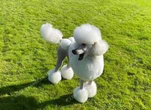 Standard poodle pups