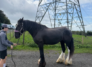 16.2 hh shire mare