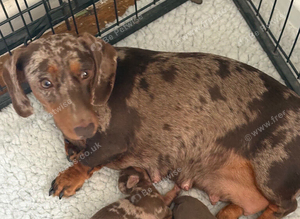 Stunning mini dauchound puppies