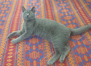 Bibo ready for new home