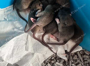 Top ear Baby rats for sale 12 pups