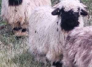 Swiss Valais Black Nose Wethers