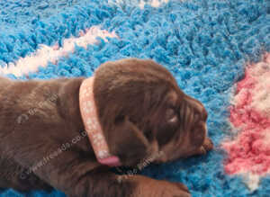 Olde English Bulldogges