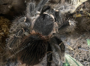 Salmon Pink female and set up
