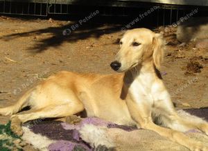 SALUKI YOUNGSTERS.