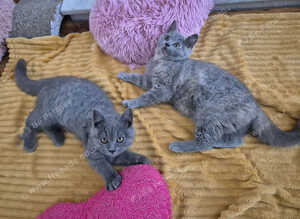 From pedigree parents with champs in line, BSH kittens