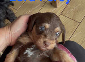 Chichi X miniature Wirehaired Dachshund puppies DNA health checked parents