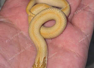 Male toffee super conda hognose