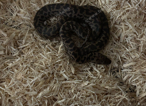 Male Spotted python