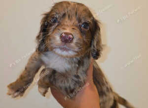MERLE & CHOCOLATE COCKER SPANIELS