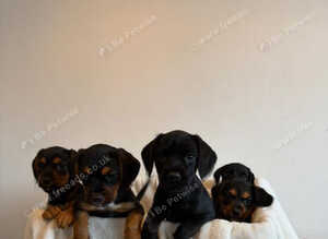 Jackapoo puppies