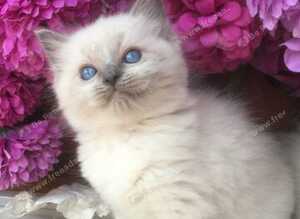 Ragdoll kittens fully vaccinated registered and insured &pound;500