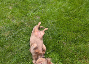 Long Haired daxie