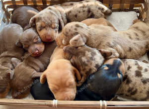Microchip your Pet or Litter