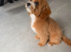 Gorgeous cavapoo female