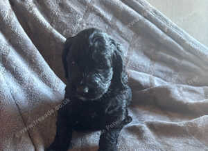F1 mini golden doodles