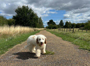 6 month cockapoo