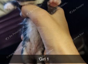 Baby kittens short fared