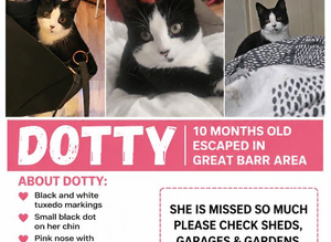 10 month old tuxedo kitten missing