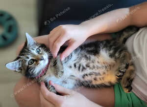 Maine Coon X kittens ready now