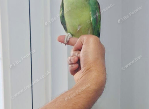 Beautiful hand tamed alexandrine parrots for sale