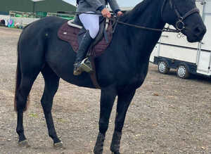 Beautiful ROR Eligible, Dark Bay, 16.1h, Gelding - all rounder type.