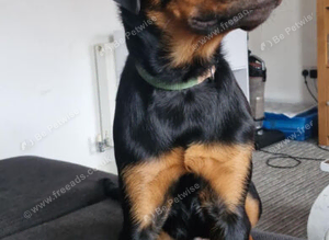 Rottweiler male