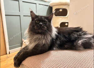 Maine coon GCCF & Tica active! CHAMPION, STUD duties only