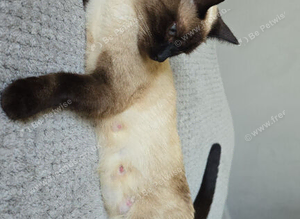 1.5 year old cat