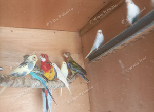 Rehoming services for any Aviary birds