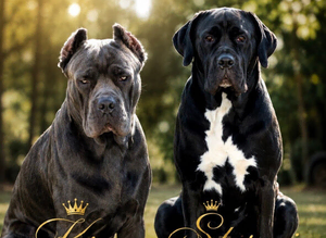 Exceptional cane corso puppies ️