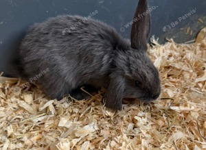 Mini lops 10 weeks old male & females