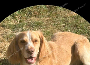 3 year old cocker spaniel
