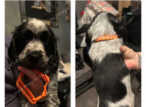 Blue roan cocker spaniels