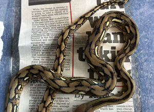 Tiger reticulated python ( female ) HA PHGS