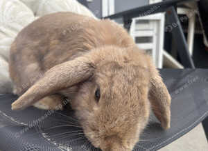 Beautiful English lop rabbit