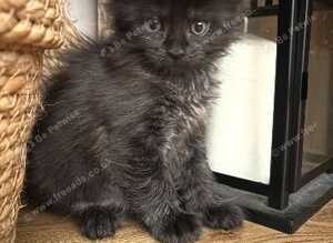 TICA registered stunning Maine coon kittens