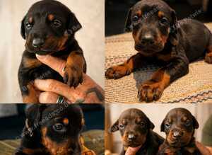 Stunning Dobermann pups