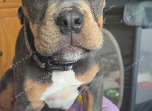 English bulldog puppy