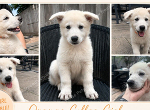 KC WSS Champion Bloodline stunning puppies
