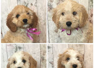 Adorable Fluff Ball Cockalierpoo pups