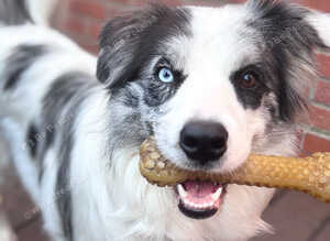 Merle Border Collie Female